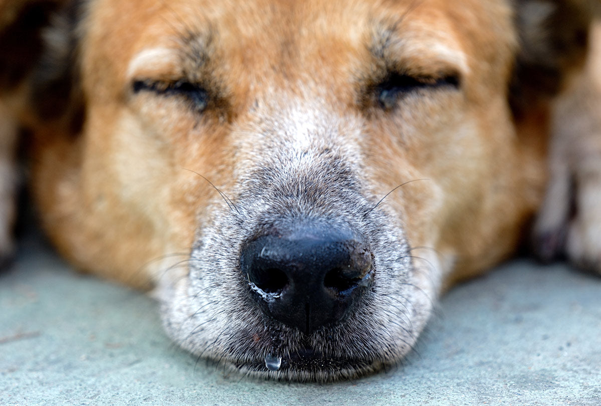 Dog Runny Nose: Cause for Concern or (Nose) Big Deal