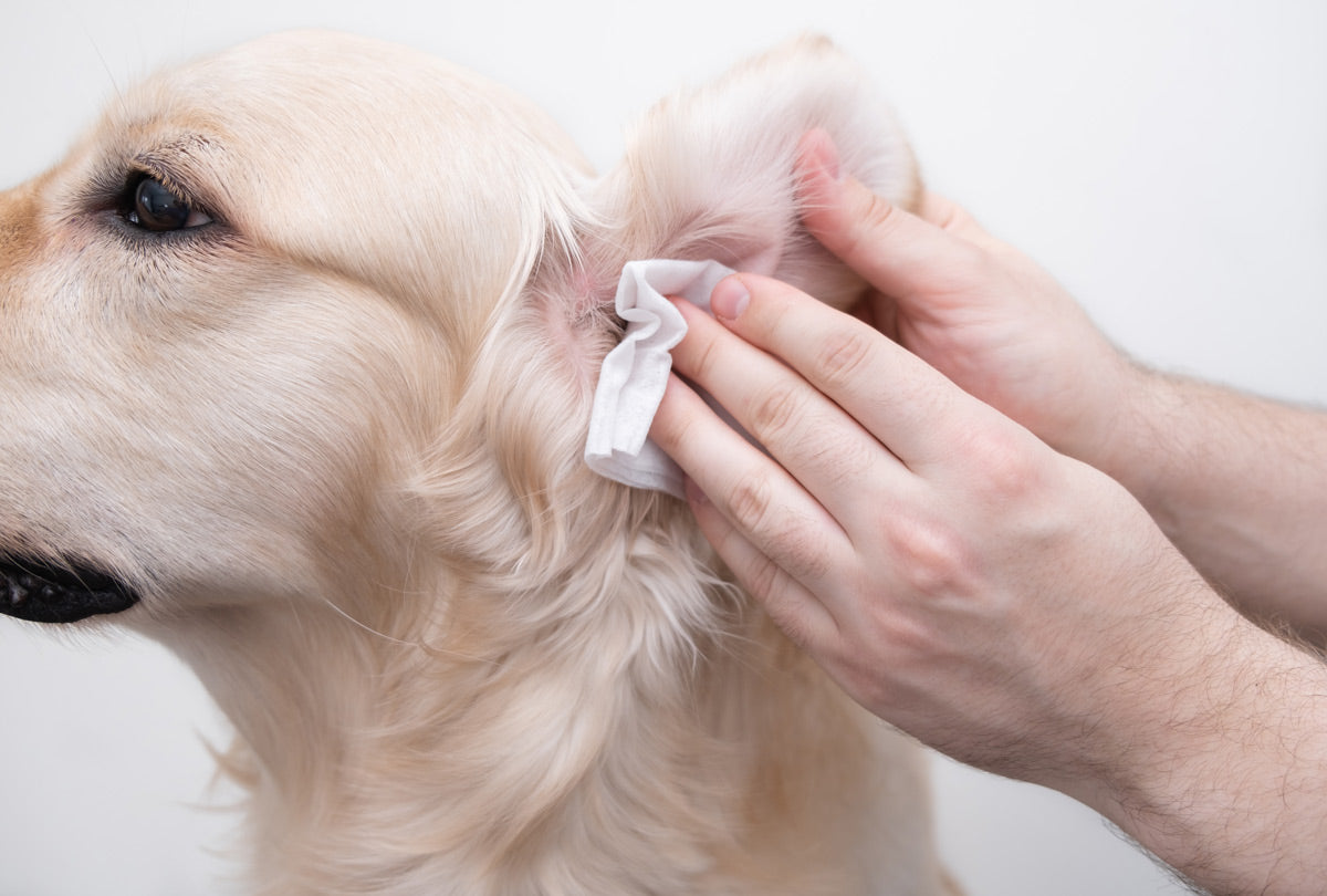 closeup of a persons hand using a dog ear wipe on a golden retriever why oxyfresh pet ear cleaner is a better solution