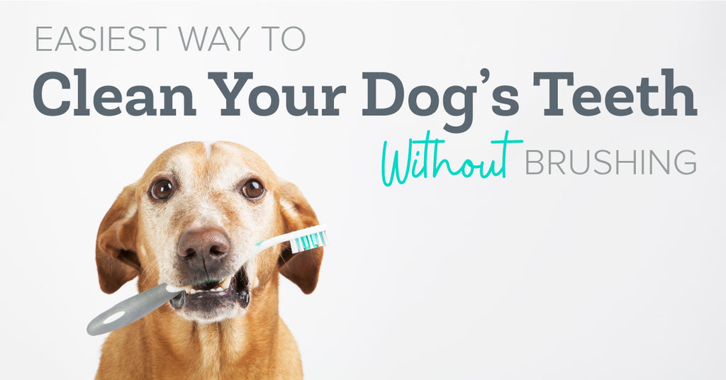https://oxyfresh.com/cdn/shop/articles/Oxyfresh_Easiest-Way-To-Clean-Your-Dogs-Teeth-Without-Brushing_Feb_2021_Graphic.jpg?v=1645738192&width=1024