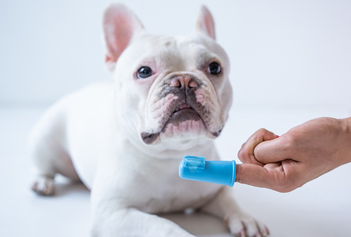 Why a Dog Toothbrush is a Dog's Best Friend in Dental Care