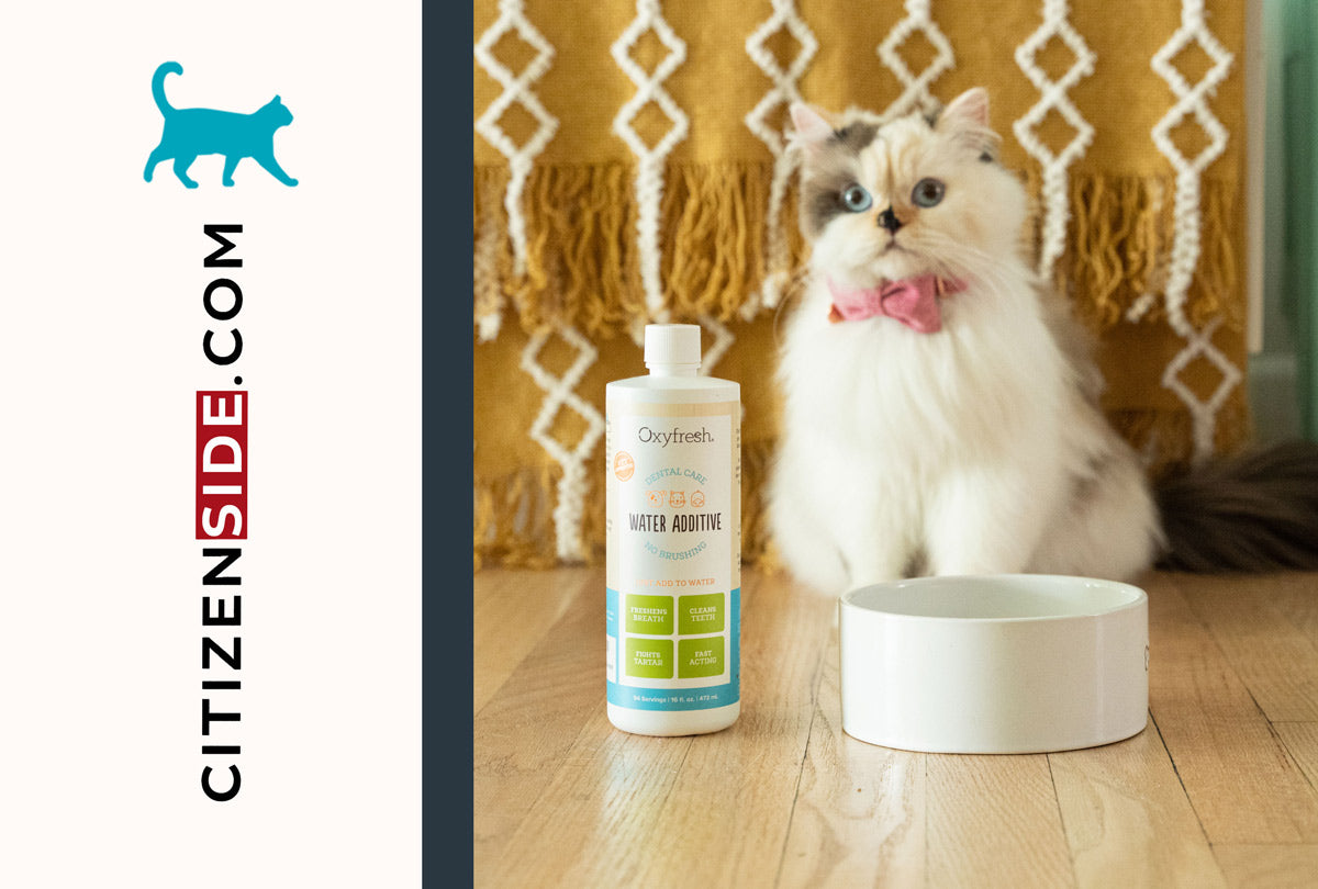 Best & Brightest Cat Dental Products of the Year