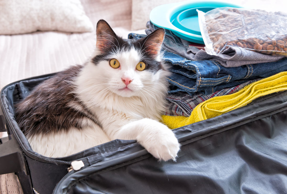 How to Travel With Your Cat Over the Holidays (And Survive to Tell the Tale.)