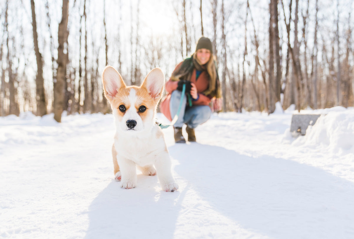 Essential Guide to Choosing a Pet-Safe Ice Melt