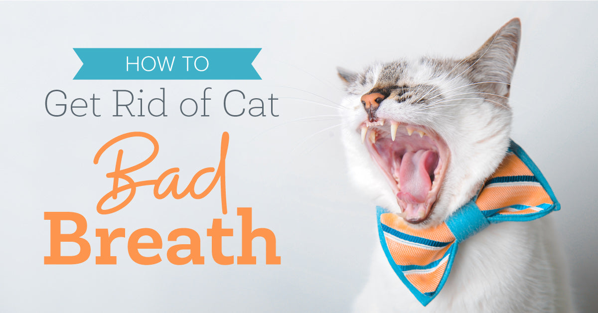 Cat Dental Water Additive: How to fix cats bad breath?