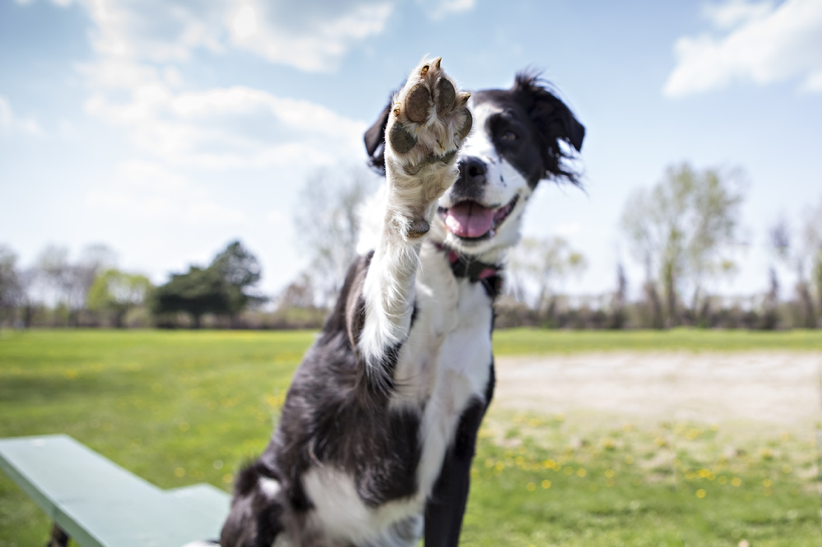 9 Ways That Owning a Dog can be Mentally and Physically Beneficial