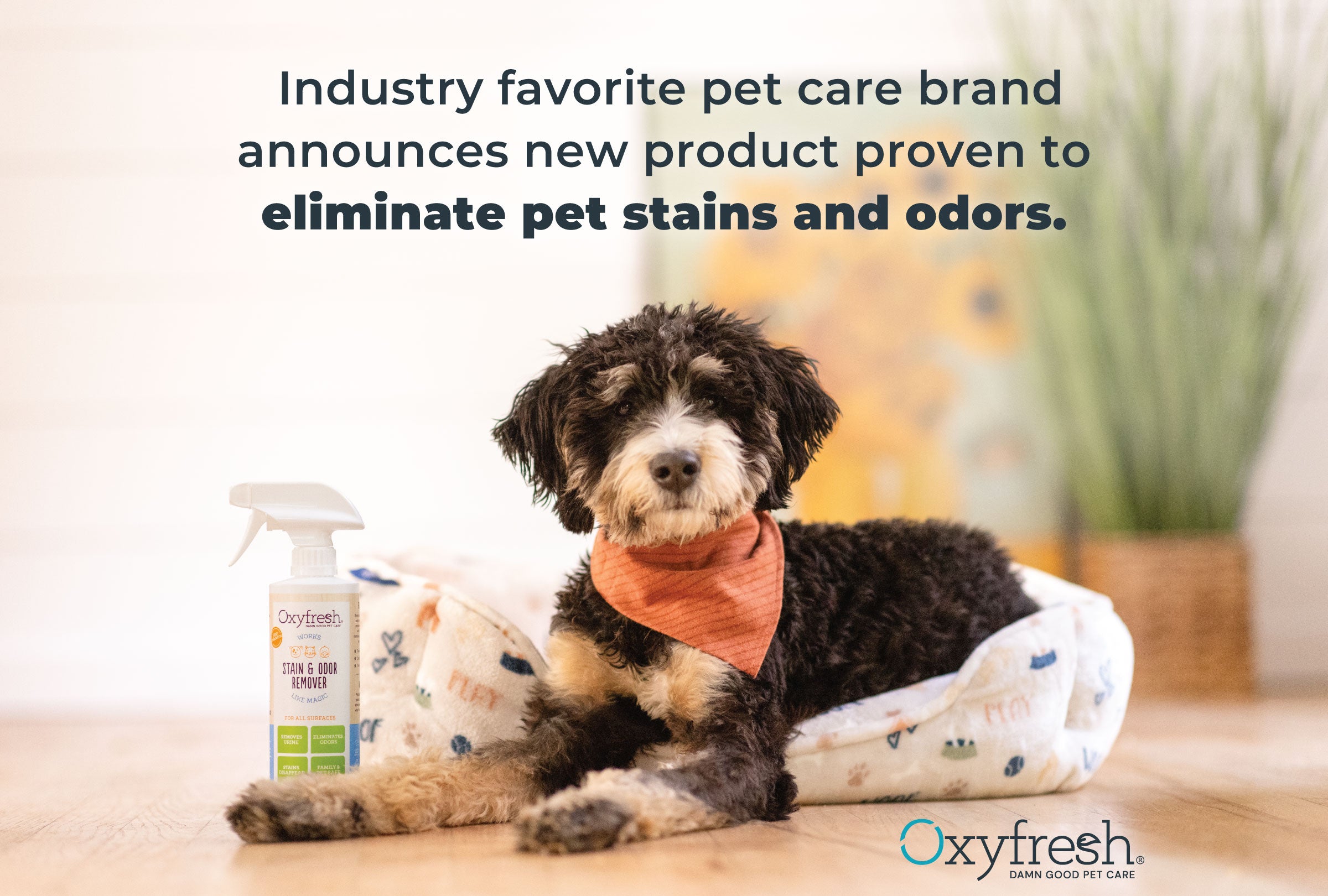 Groundbreaking New Stain & Odor Remover for Pets
