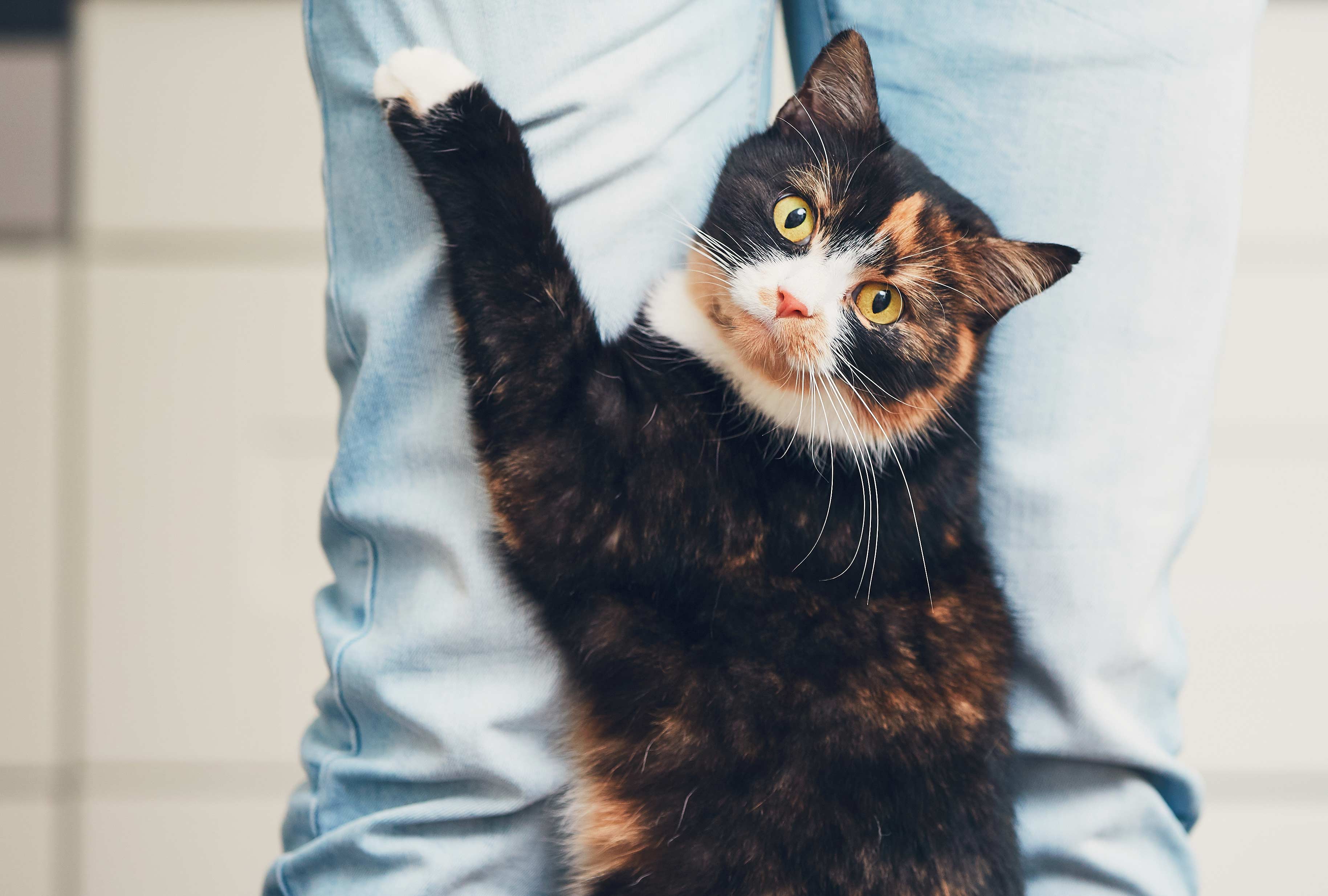 The Truth About Tartar Buildup on My Cat's Teeth