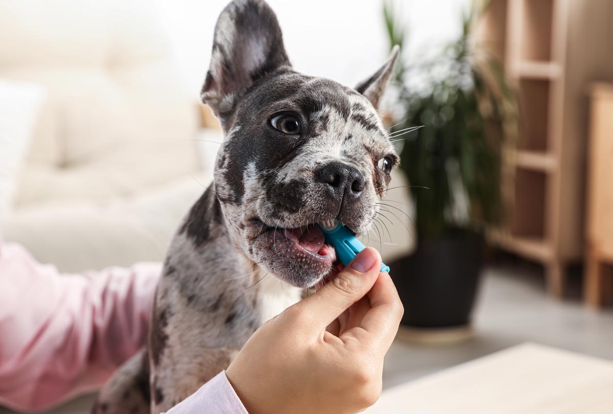 small black and grey dog chewing on a silicon pet finger brush