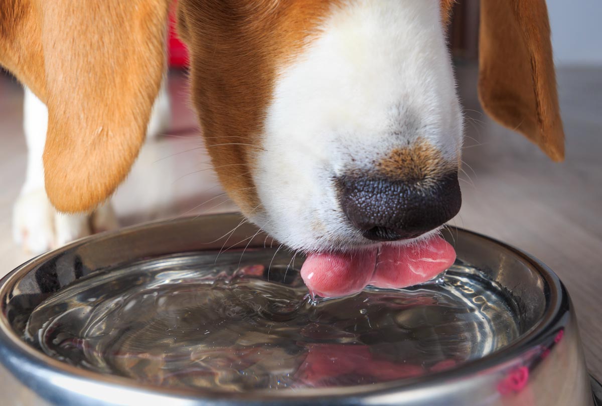 dog lapping up water featured image for blog post titled What Is a Dog Mouthwash? 3 Facts You Should Know.