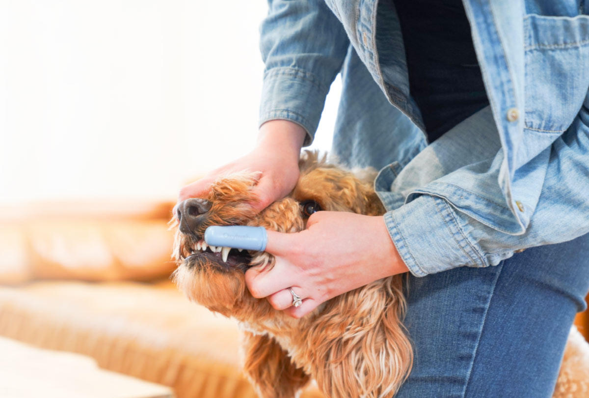 Pet Dental Gel: What To Do If My Dog Has Tartar