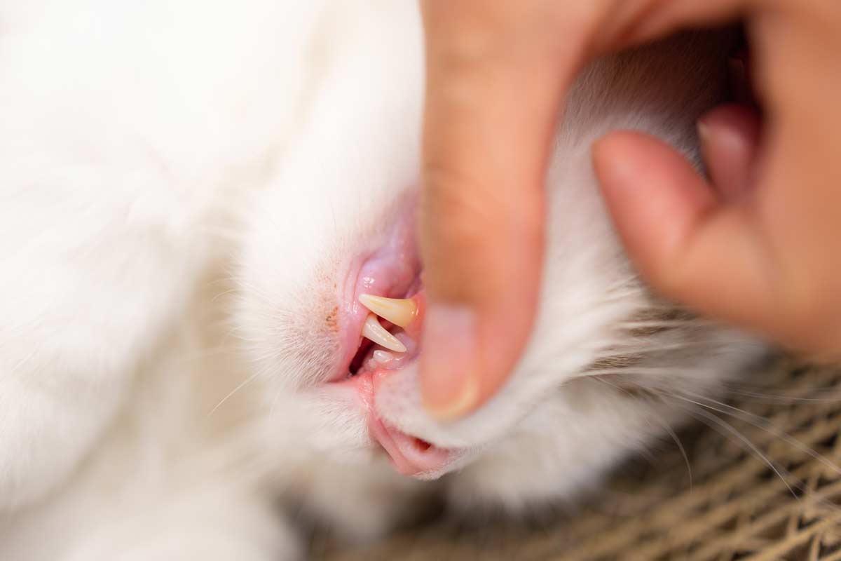 What to Do If My Cat's Teeth Are Yellow? Cat Teeth Cleaning Is Key.
