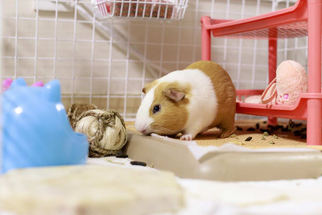 Why Does My Guinea Pig's Cage Smell Bad?