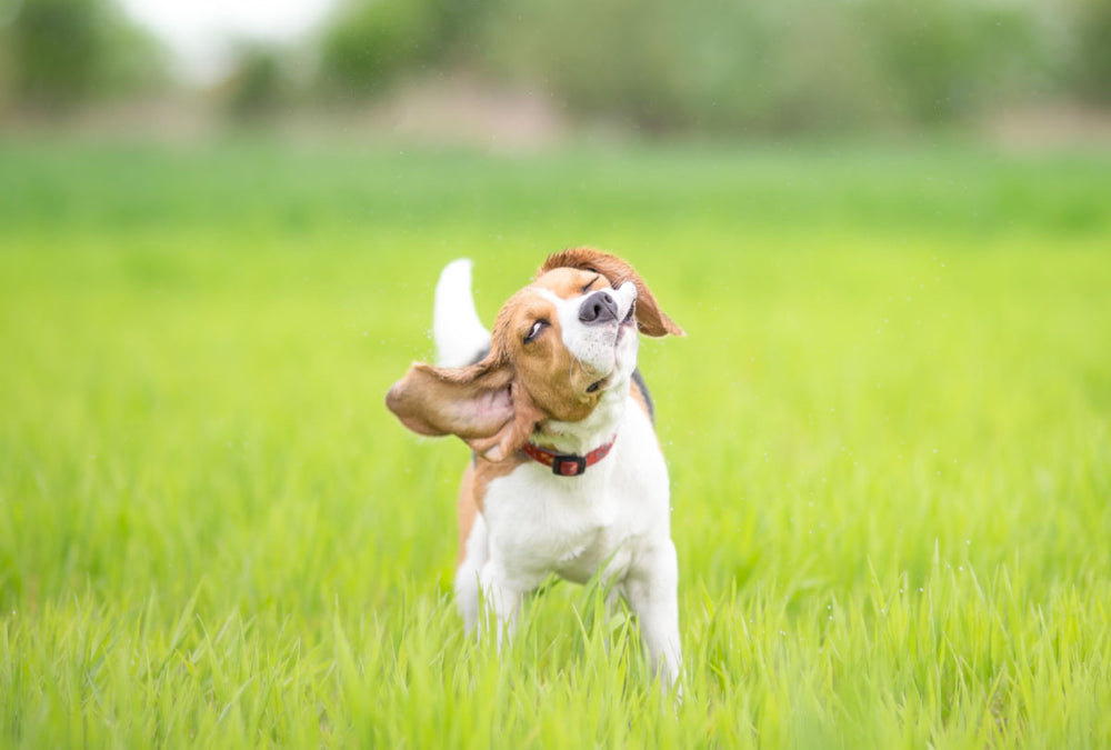 Why Won’t My Dog Stop Shaking His Head?
