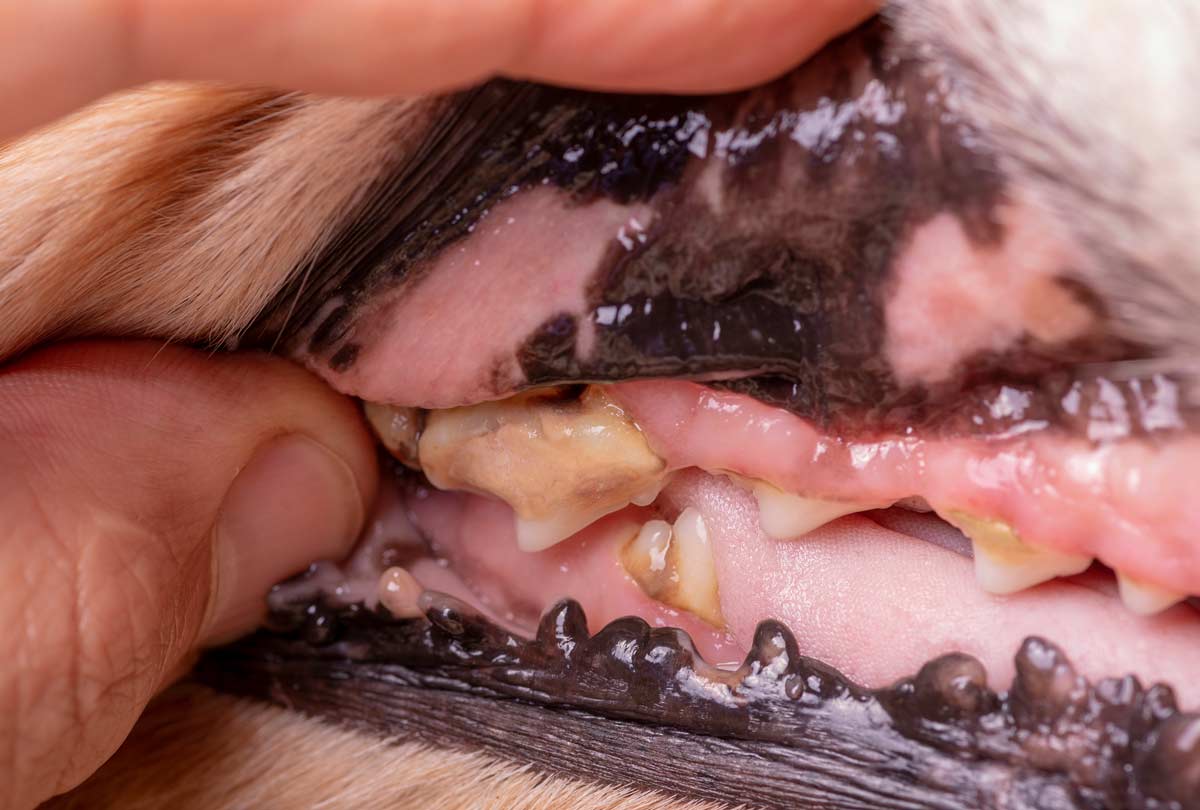 Why Are My Dog’s Teeth Yellow? 