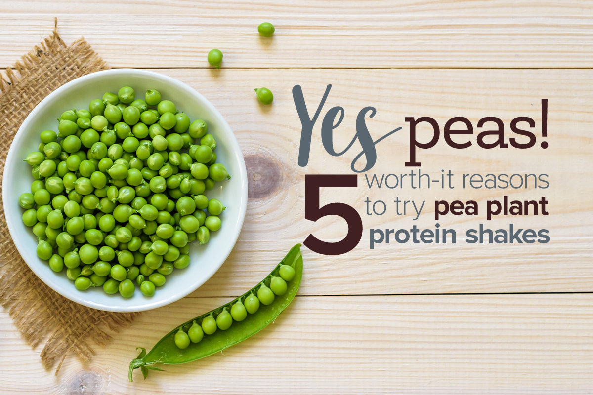 Oxyfresh VIBE vegan protein powder is made from peas