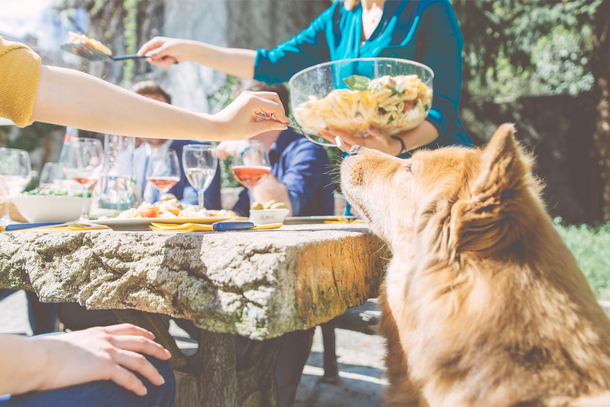 Oxyfresh - Foods to Keep away from Your Dog at your next Barbeque