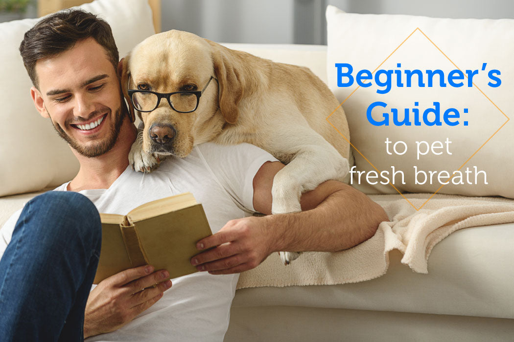 Beginner’s Guide to Pet Fresh Breath