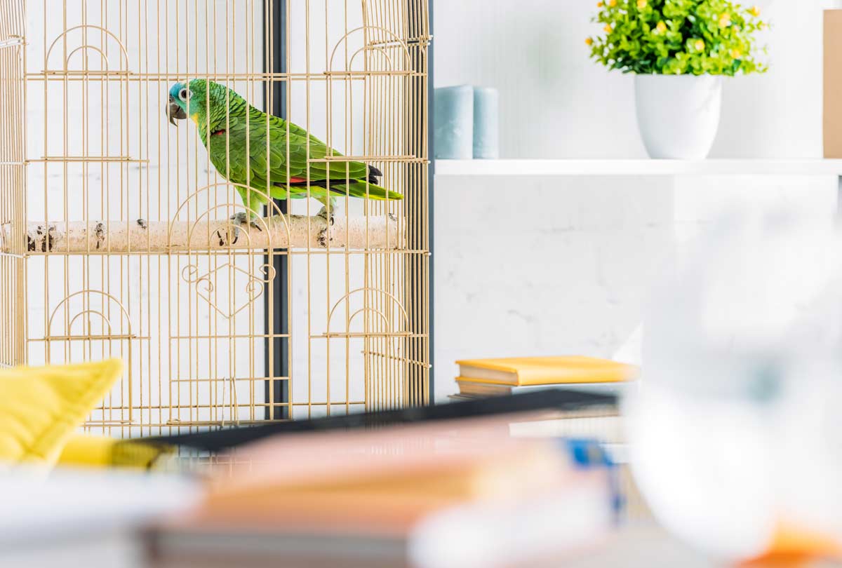 bird-in-a-wire-cage-in-an-office-featured-image-for-Oxyfresh-pet-blog-titled-How-Do-You-Keep-a-Bird-Cage-from-Smelling