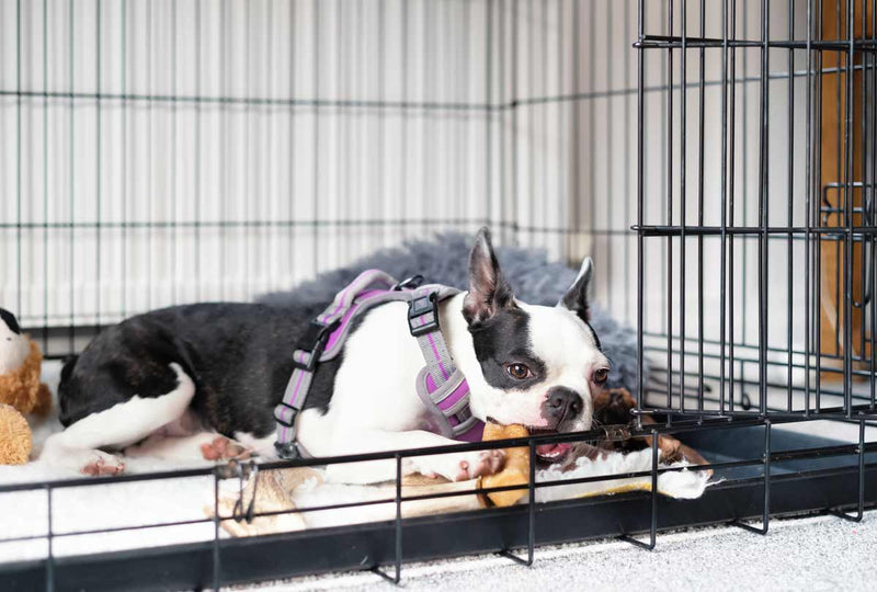 Top Hacks to Clean Your Dog's Crate