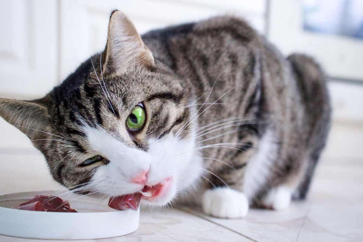 cat-with-brilliant-green-eyes-chewing-on-a-piece-of-meat-in-her-dish