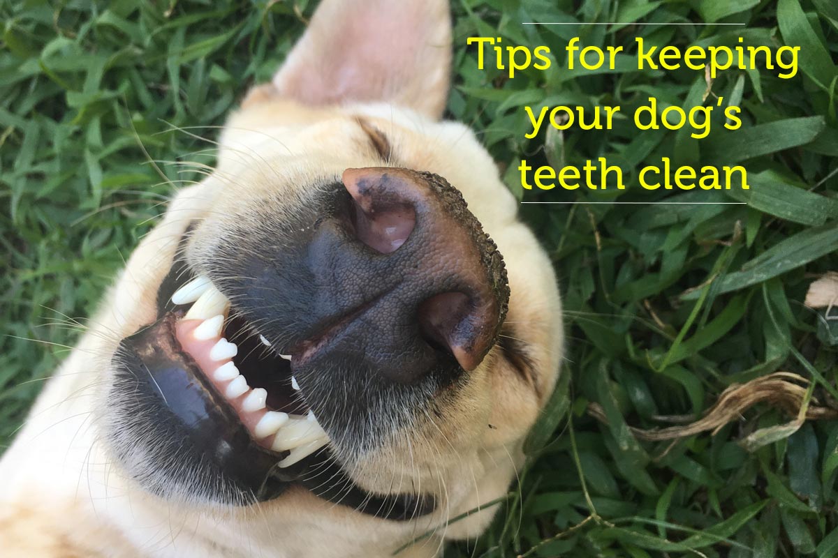 Tips For Keeping Your Dog's Teeth Clean