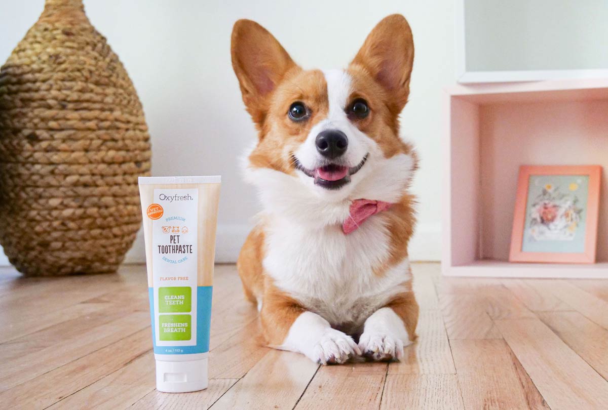 corgi-laying-smiling-with-clean pretty smile-with-oxyfresh-pet-toothpaste-next-to-her-on-the-hardwood-floor.jpg