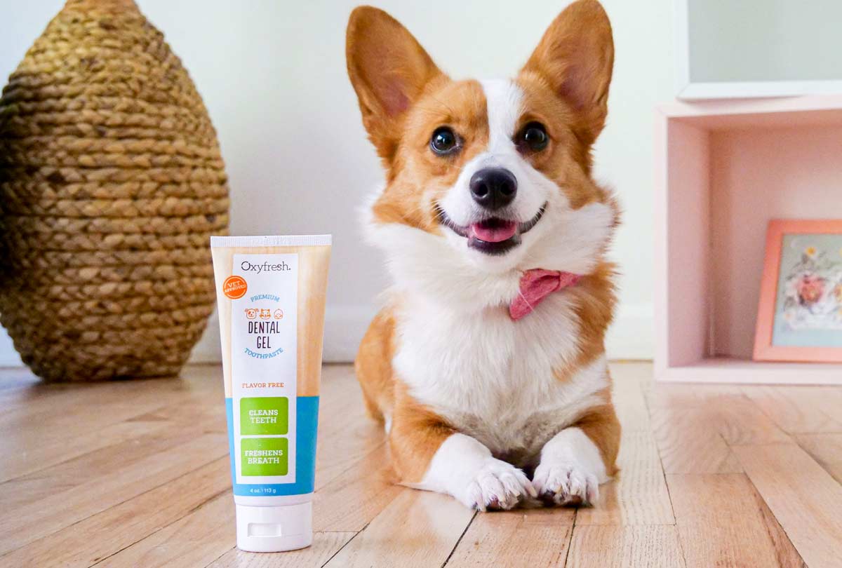 Stock Up Now for National Pet Dental Health Month