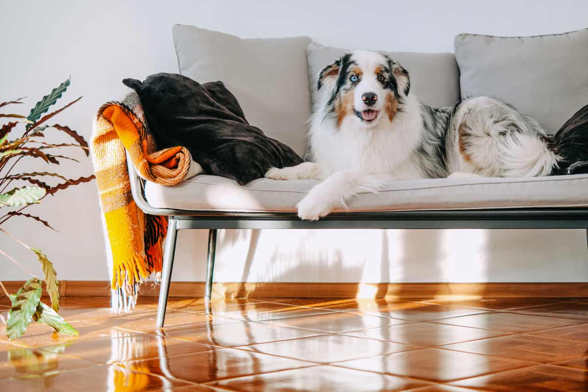 cute-dog-laying-on-the-couch-in-a-stylish-minimalist-apartment