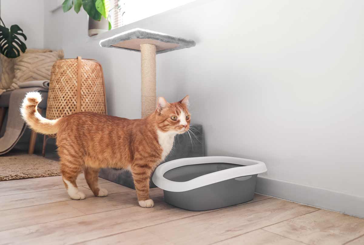 5 Top Reasons Your Cat Isn't Using the Litter Box