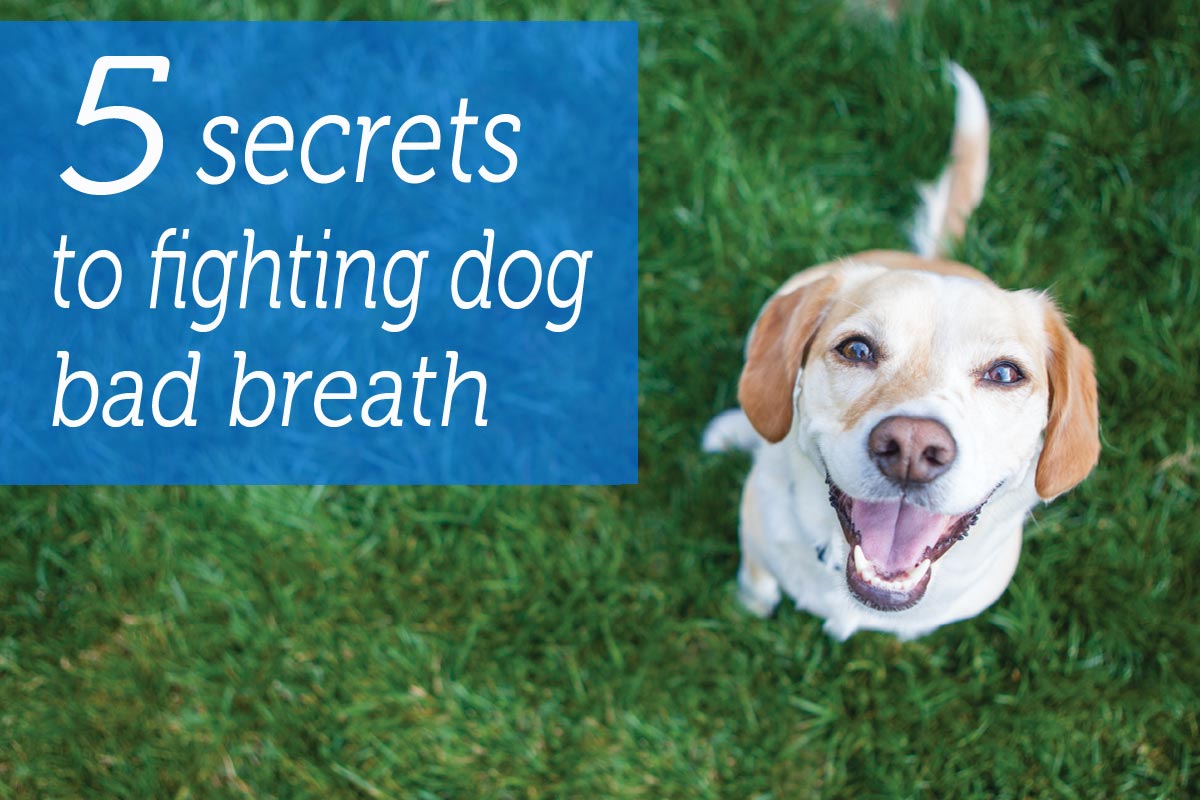 5 Secrets to Fighting Dog Breath