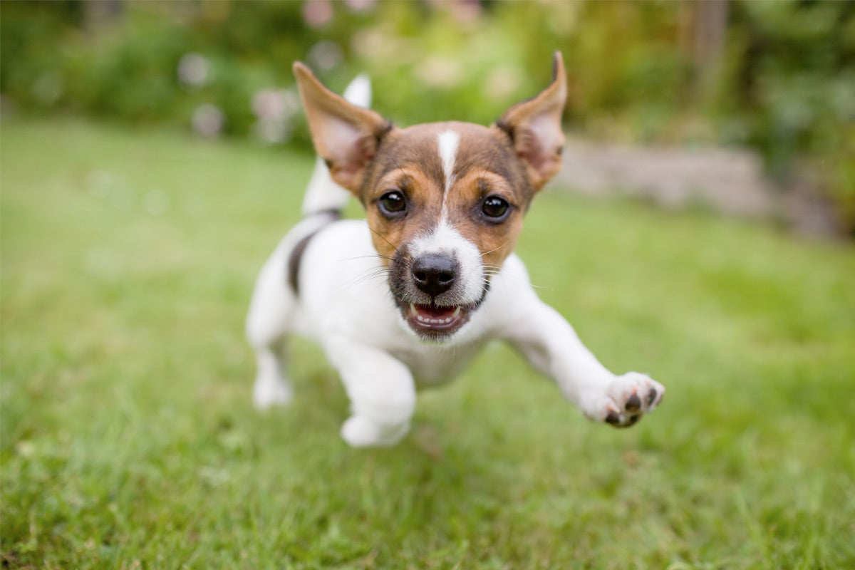 Oxyfresh - How to get rid of puppy bad breath