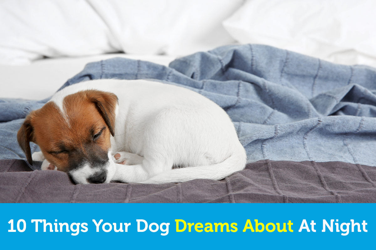 10 Things Your Dog Dreams About At Night