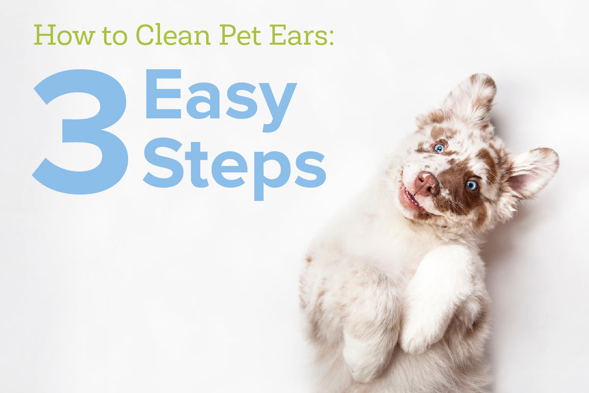 How to Clean Pet Ears: 3 Easy Steps