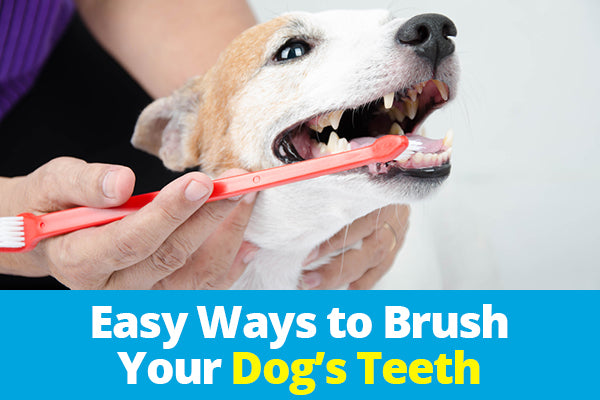 dog brusing teeth article logo
