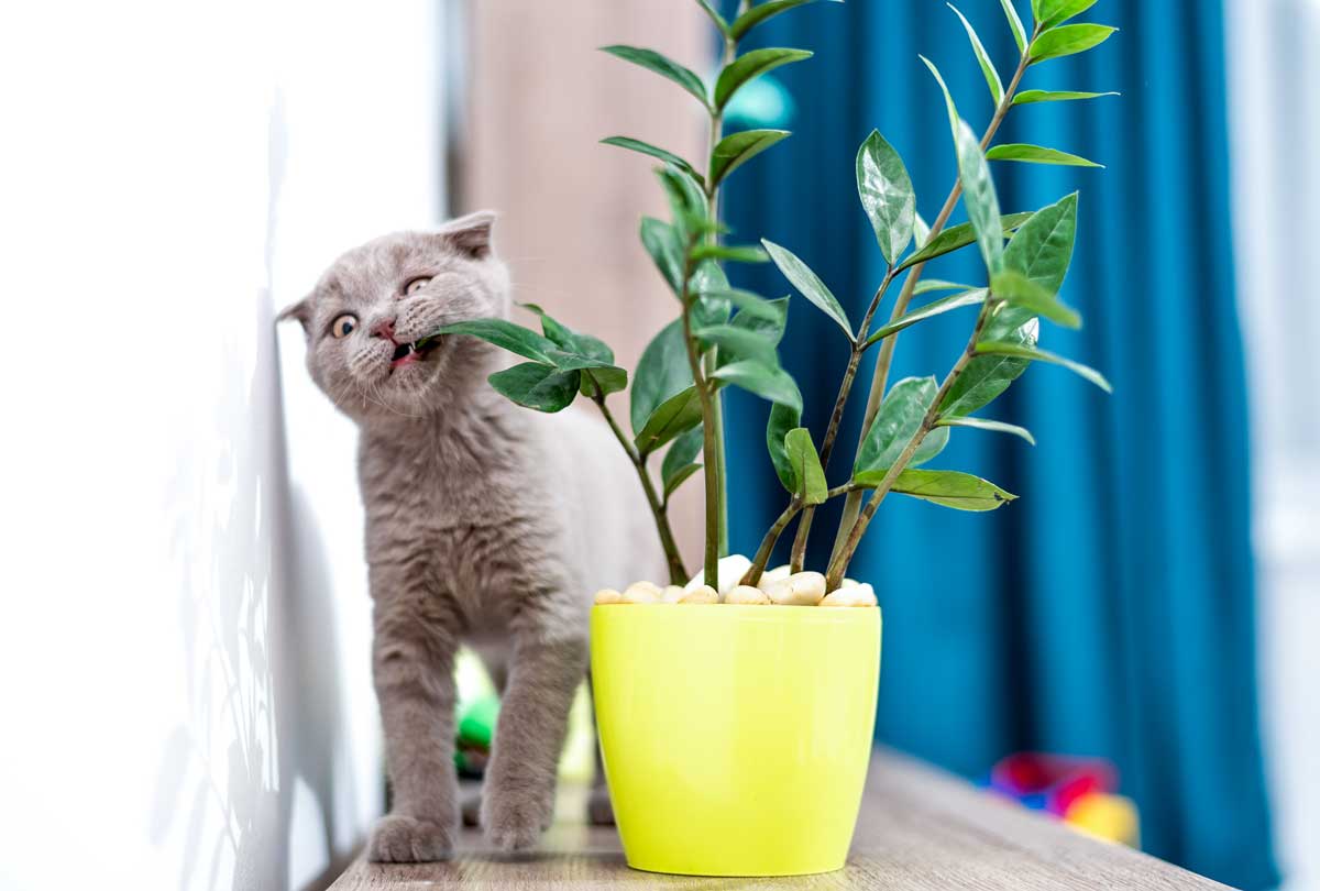featured image for oxyfresh pet blog post titled My Cat Ate My Houseplant - What Now Which Houseplants are dangerous for cats