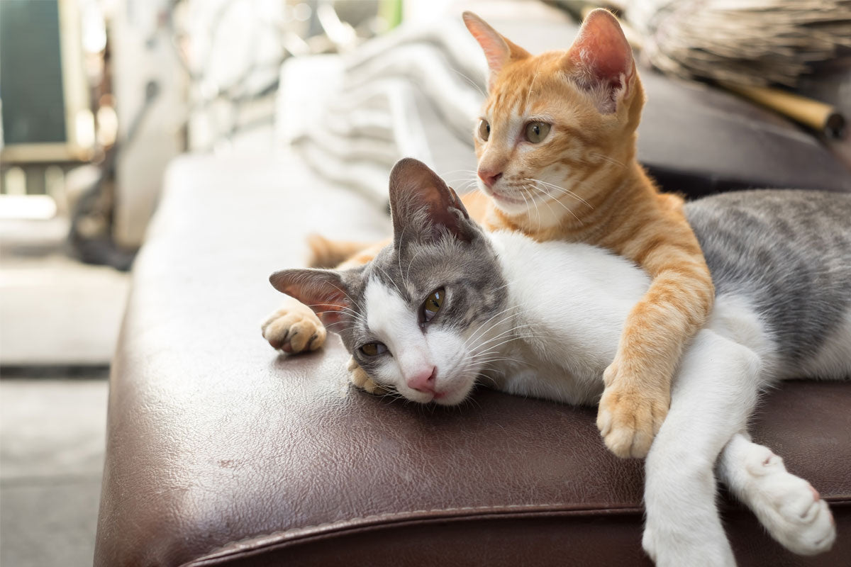 How to Tell if Your Cats Are Playing or Fighting