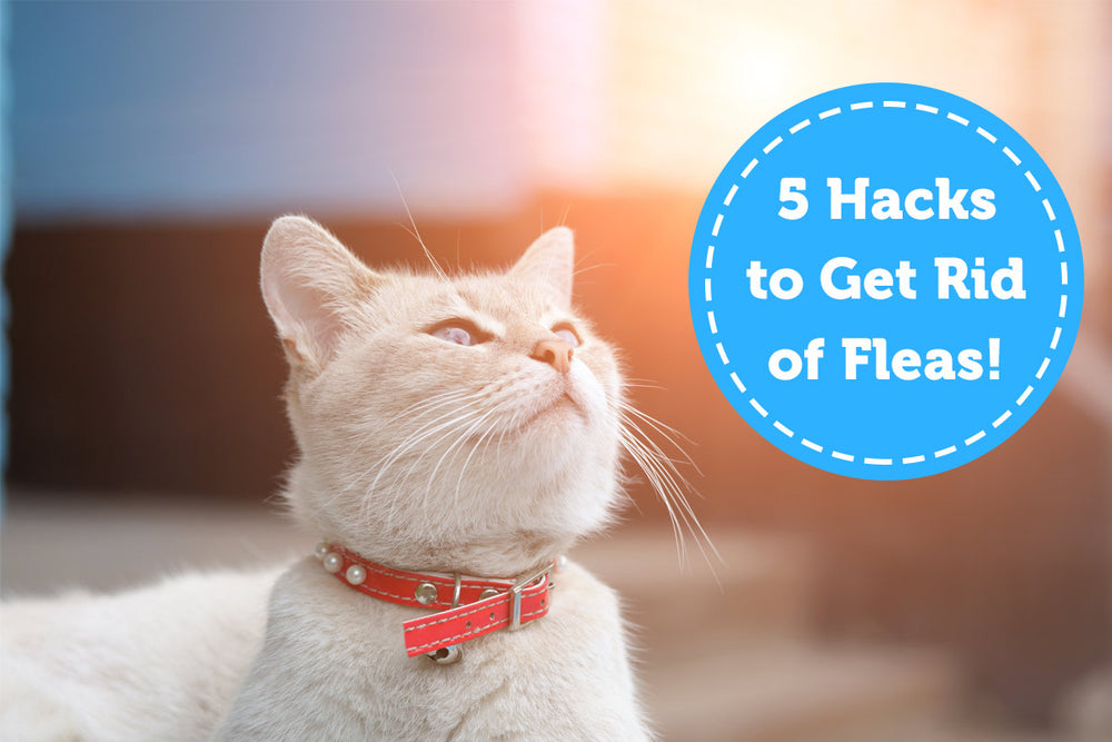 5 Hacks to Prevent and Get Rid of Fleas