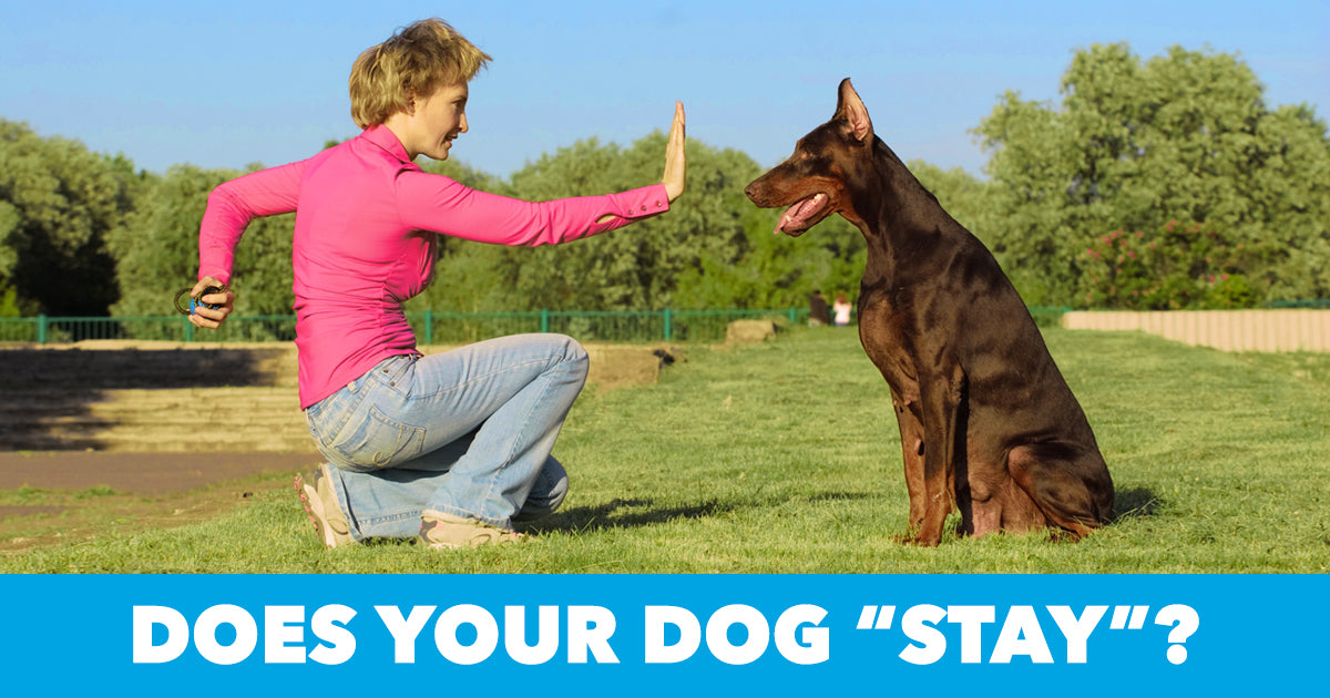 Oxyfresh - Teach your dog Sit 5 easy steps