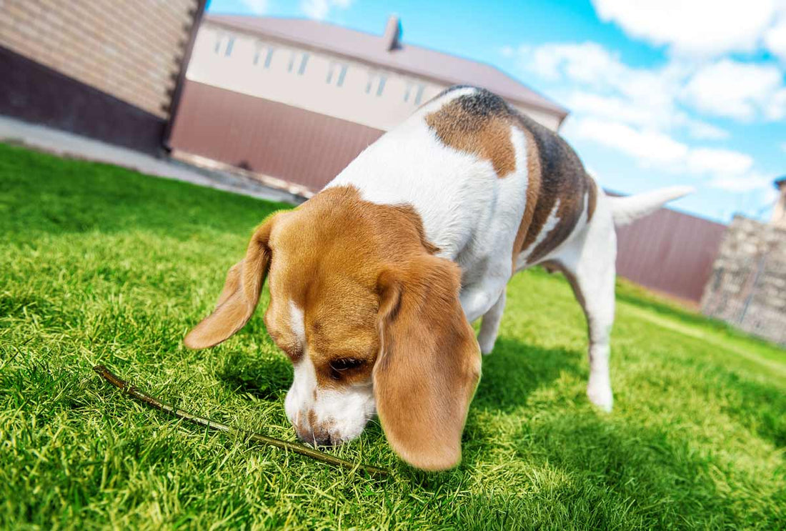 Why Does My Dog Eat Poop & How to Fix It?