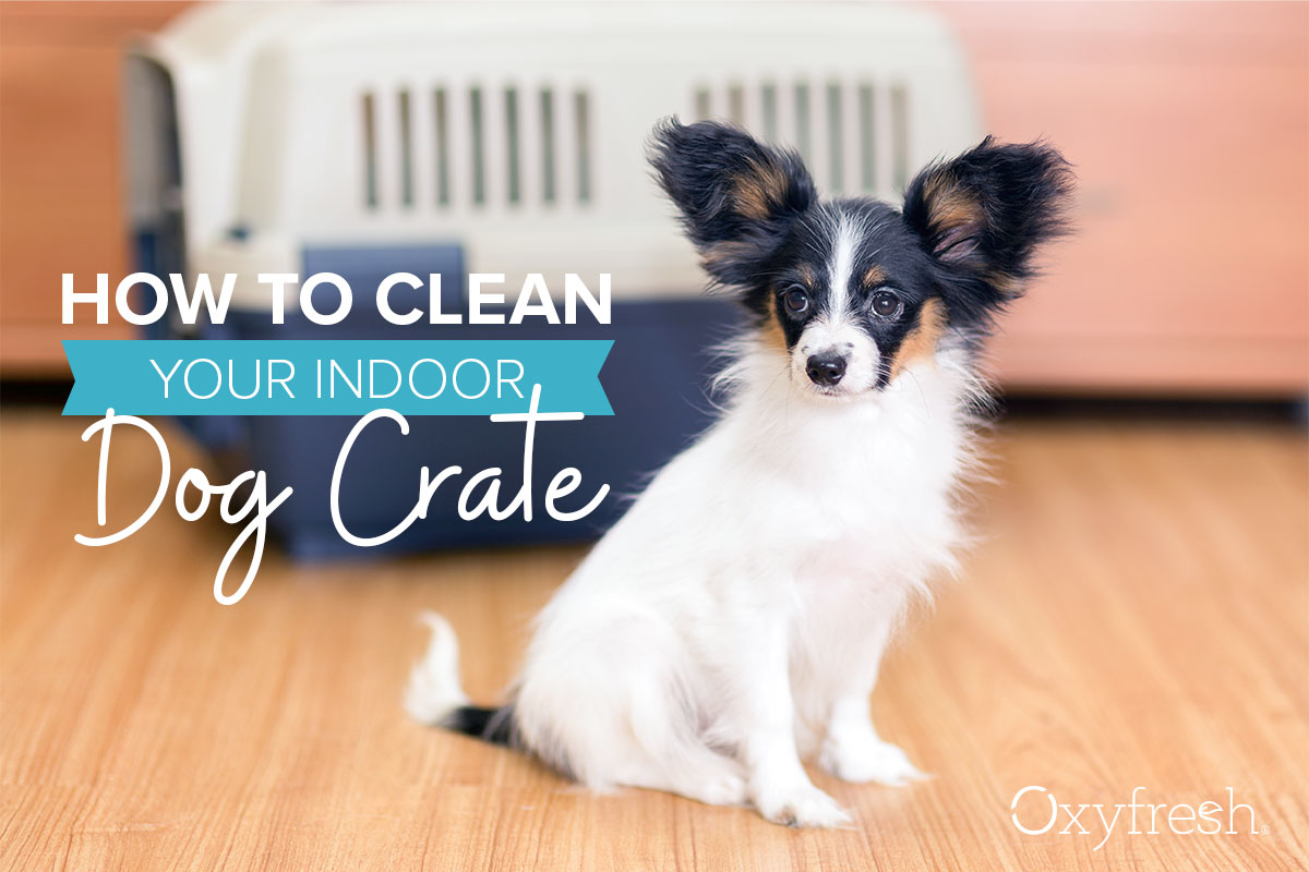 How to Clean Your Indoor Dog Crate