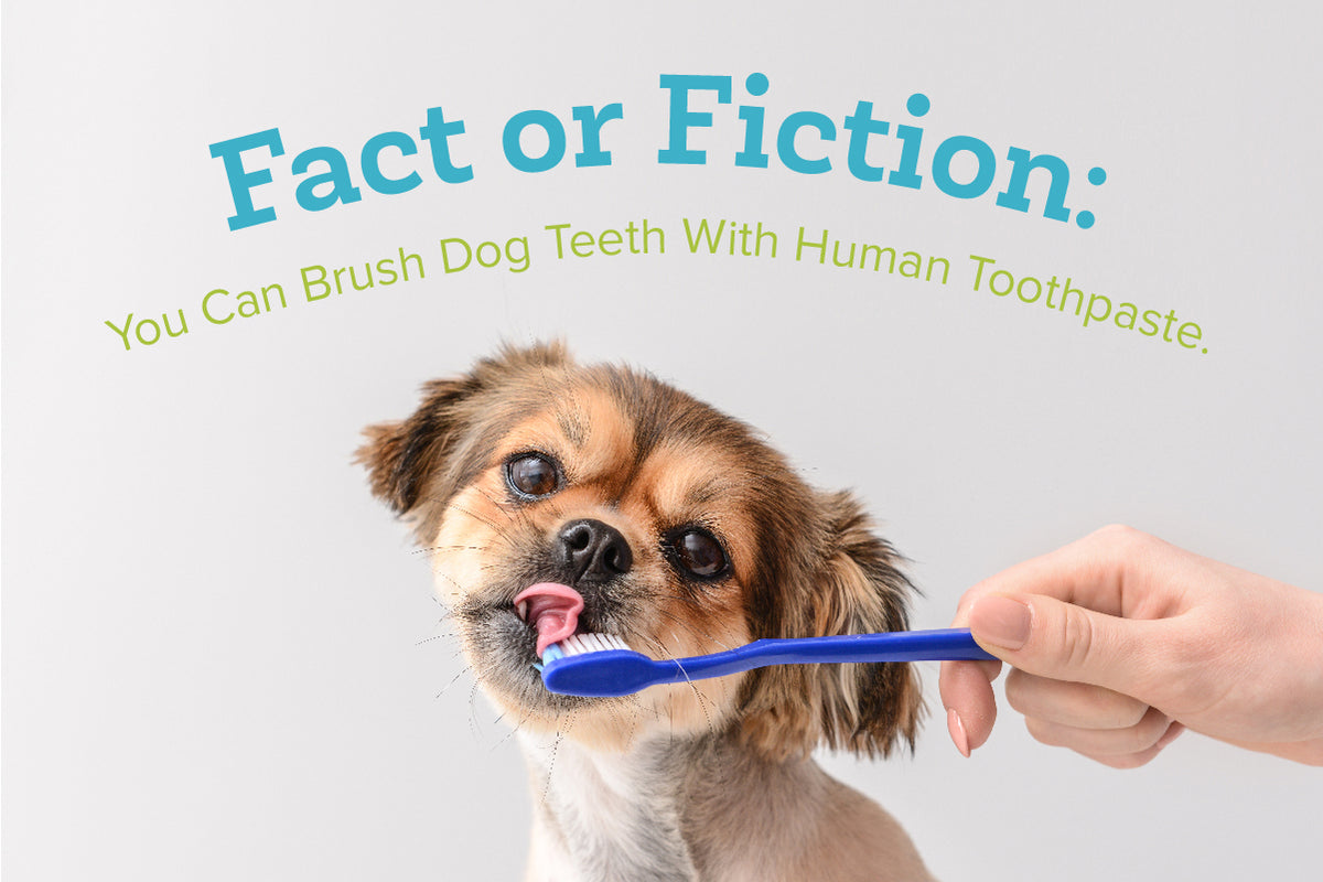Fact or Fiction You Can Brush Dog Teeth With Human Toothpaste