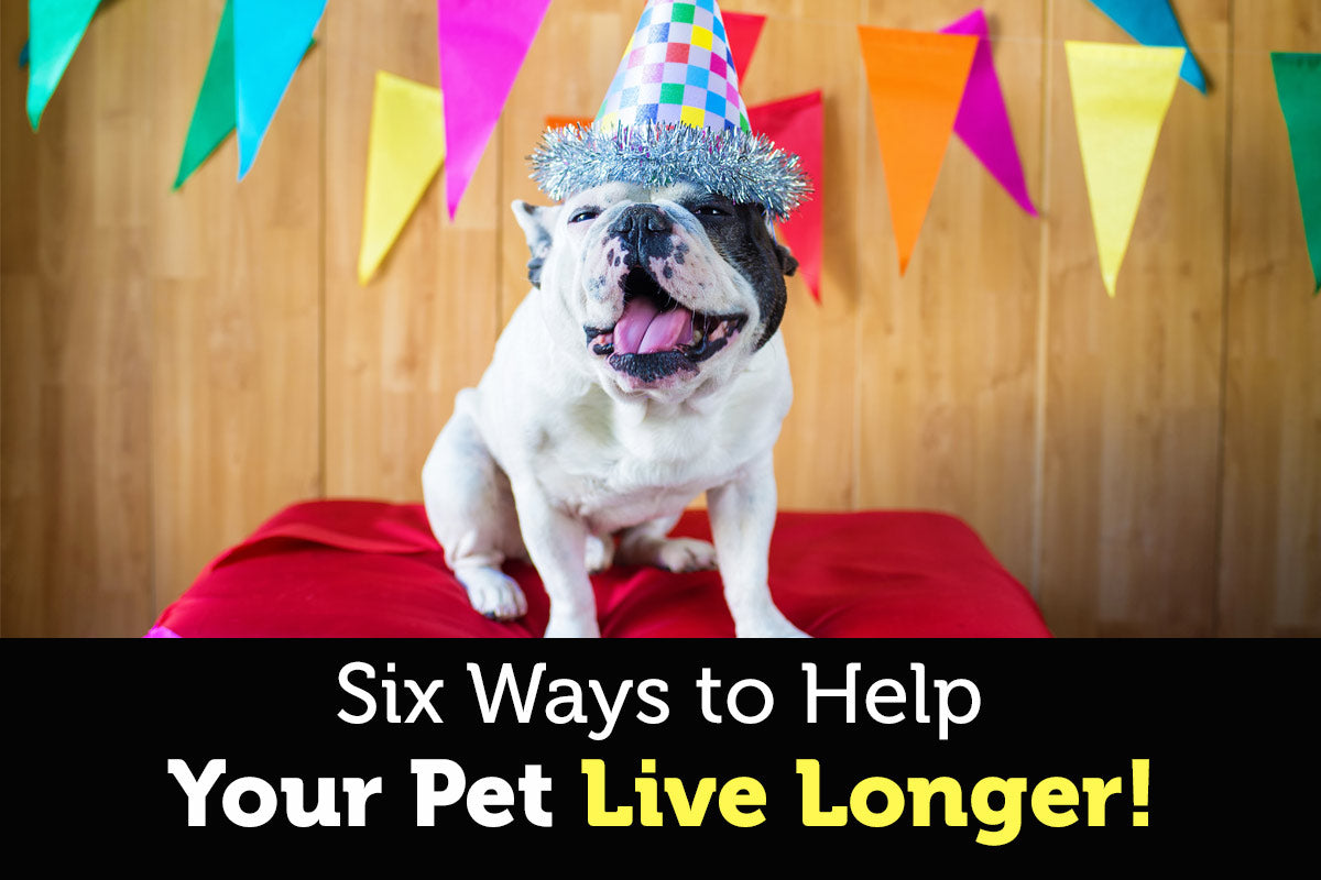 6 Simple Ways to Help Your Pet Live Longer