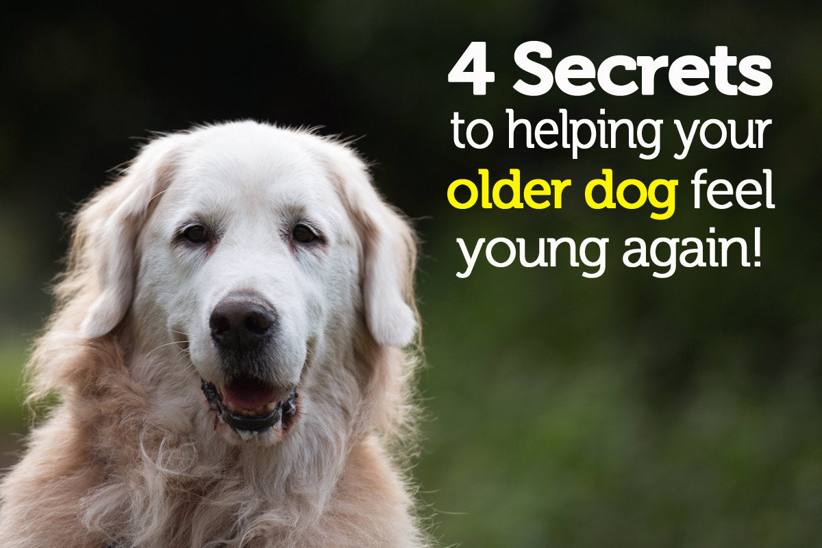 4 Secrets to Helping Your Older Dog Feel Young Again