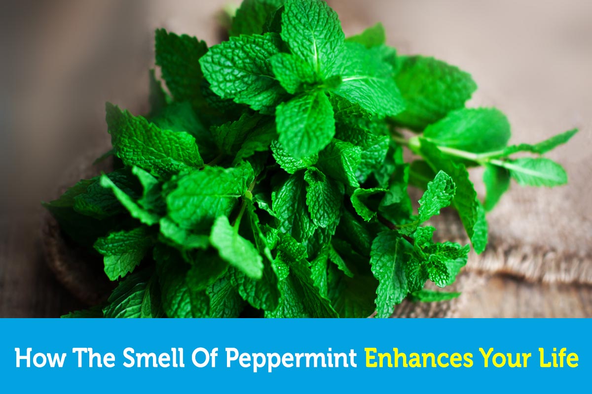 How The Smell of Peppermint Enhances Your Life