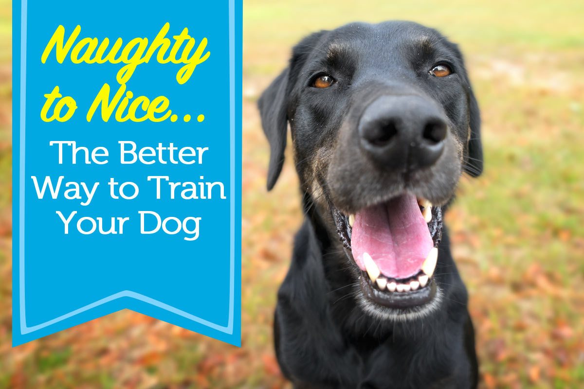 Naughty to Nice: The Better Way to Train Your Dog