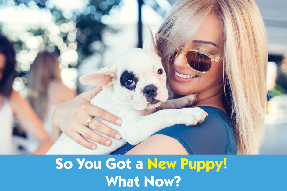 So you got a new puppy! What now?