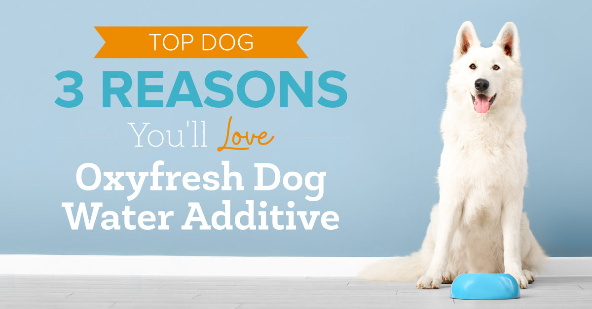 Top Dog! 3 Reasons You'll Love Oxyfresh Dog Water Additive