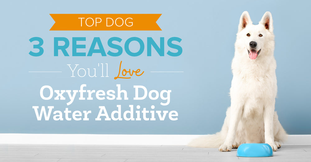 Top Dog! 3 Reasons You'll Love Oxyfresh Dog Water Additive.