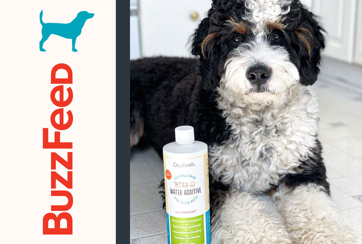 oxyfresh pet water additive next to BuzzFeed logo