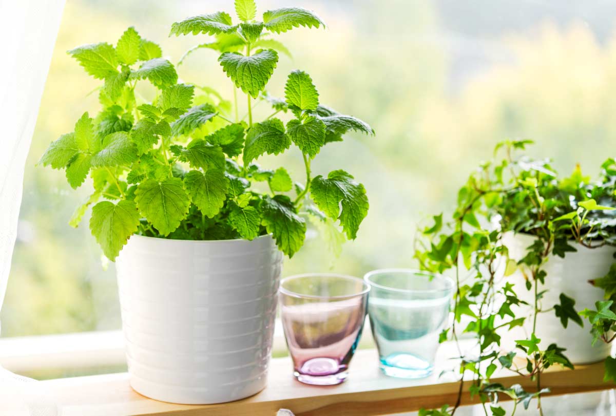 oxyfresh-all-purpose-home-deodorizer-image-of-mint-in-a-pot-on-the-windowsill-for-blog-post-titled-Can-You-Make-Your-Home-Smell-Good-With-Mint